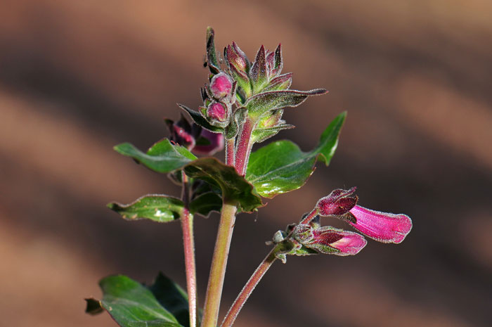 Heller's Beardtongue is a dramatic looking plant with glossy green leaves and with a light colored short-haired pubescence throughout its foliage. Penstemon triflorus 